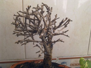 bonsai morto