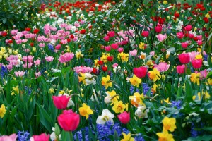 Beleza das flores