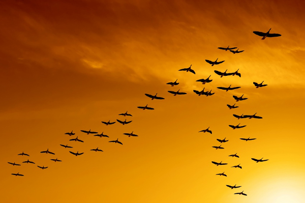 As aves que enobrecem o Céu com seus lindos vôos. As aves que enobrecem o Céu com seus lindos vôos.
