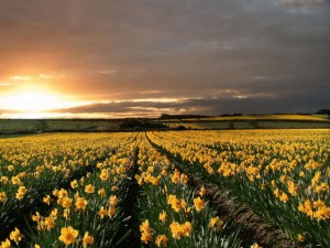 Lindo campo de lírios, uma beleza divina. Lindo campo de lírios, uma beleza divina.