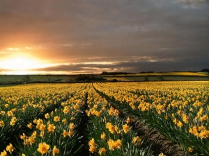 Lindo campo de lírios, uma beleza divina.