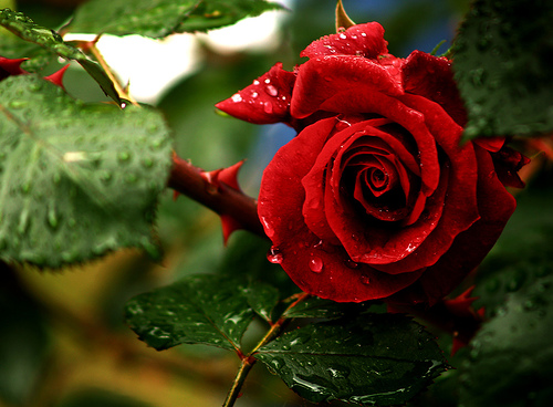 rosa A magnifica Rosa.