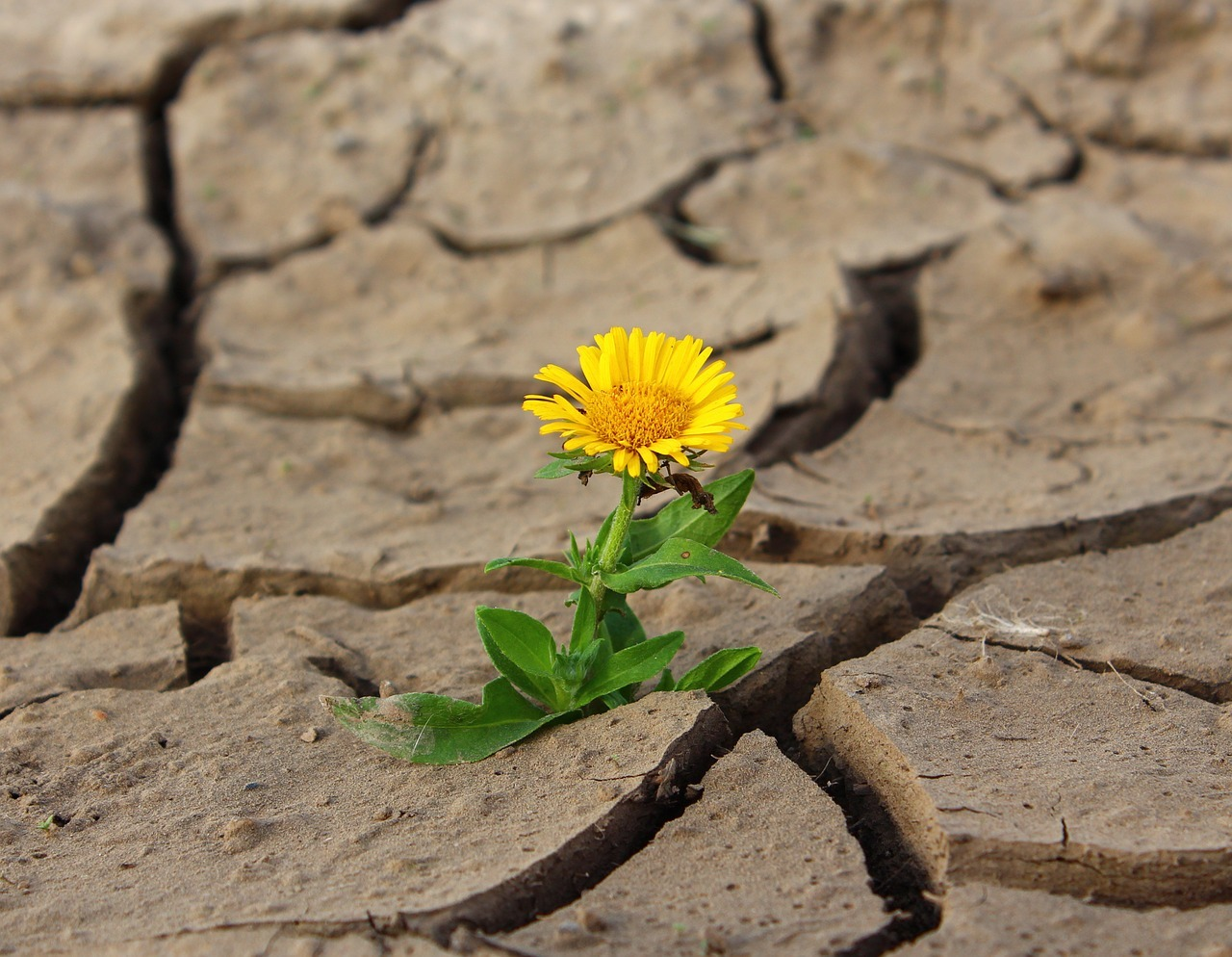 flor no deserto 2